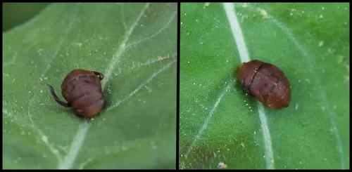 Penthimia nigra